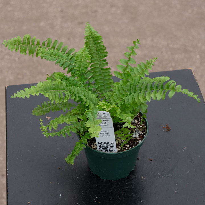 Gabriella Plants Fern 4 Fern Boston Nephrolepsis exaltata &