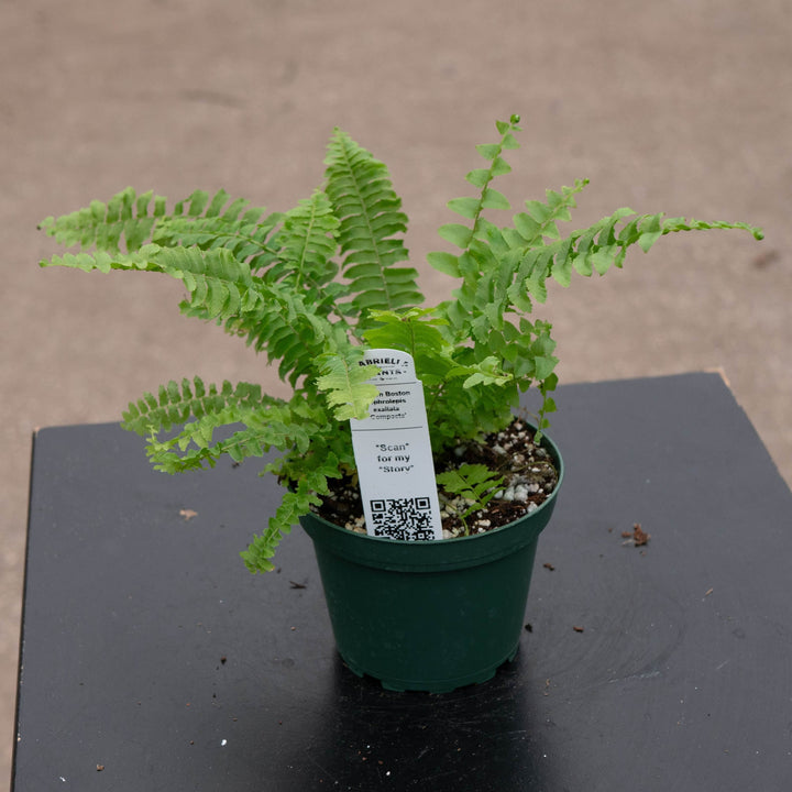 Gabriella Plants Fern 4 Fern Boston Nephrolepsis exaltata &