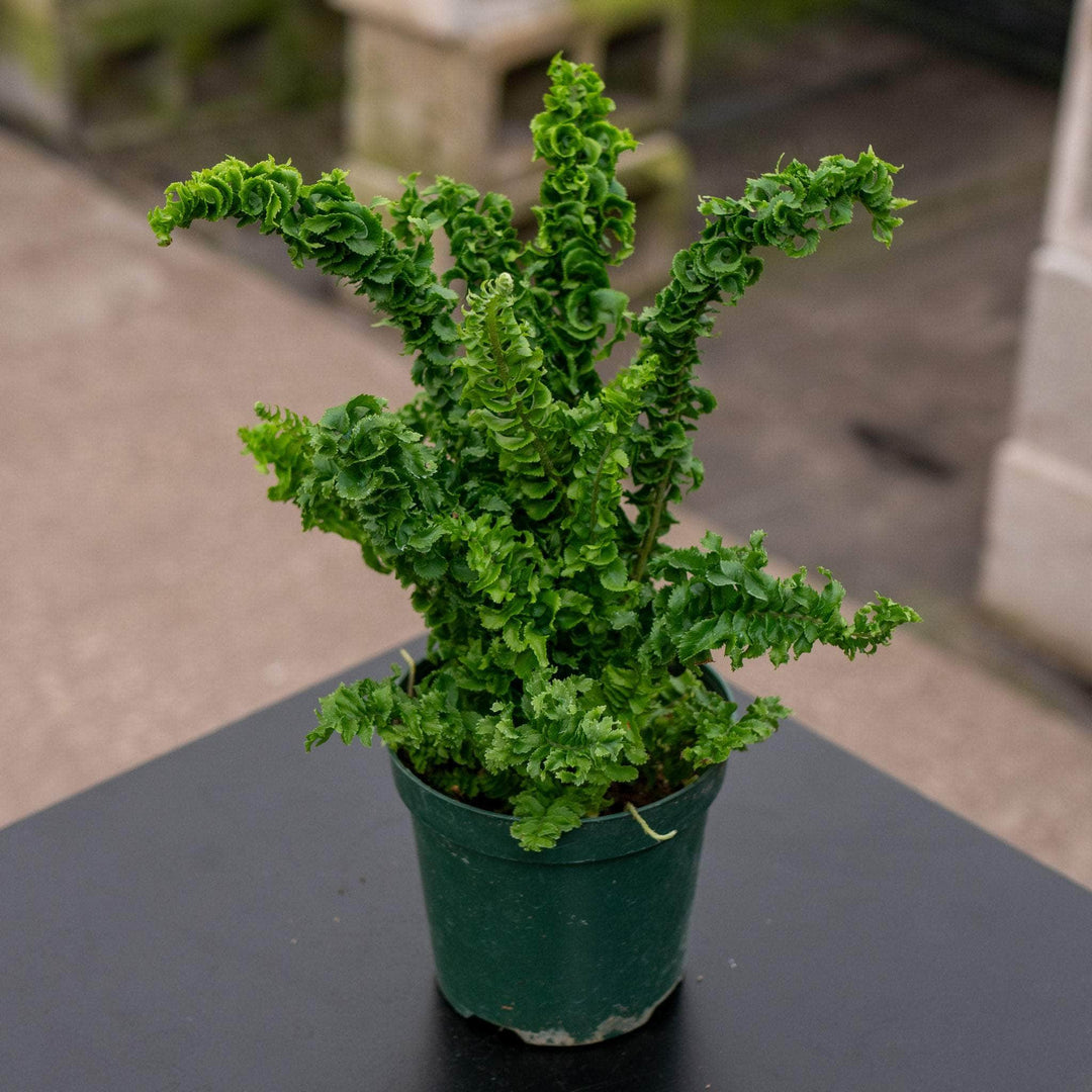 Boston Compacta Roots Fern Boston Nephrolepsis exaltata 'Compacta' - Gabriella Plants