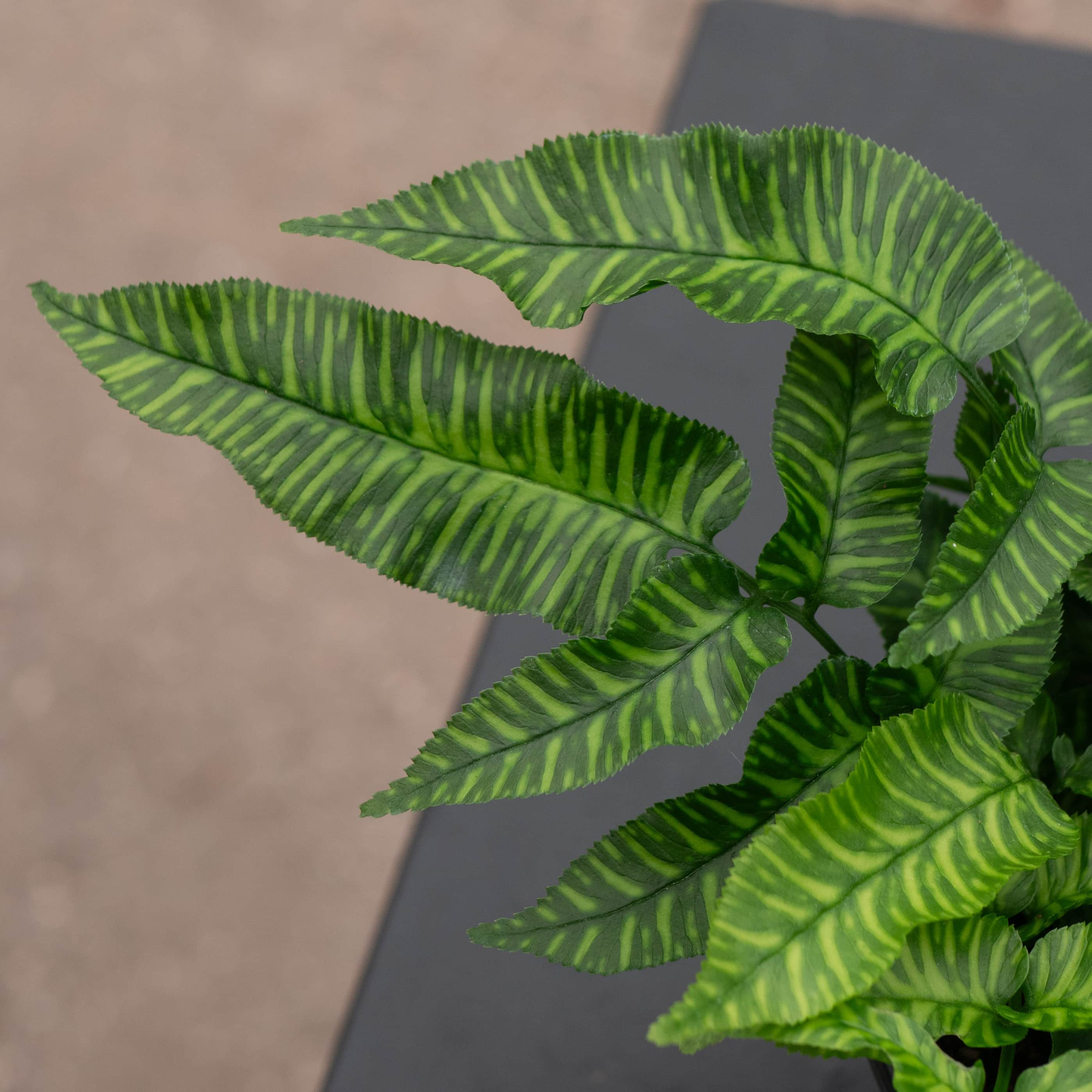 Fern Coniogramme emeiensis 'Golden Zebra' 