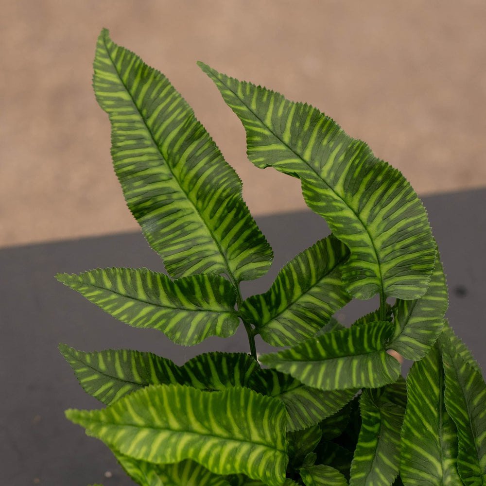 Gabriella Plants Fern 4' Fern Coniogramme emeiensis 'Golden Zebra' "Bamboo Fern"