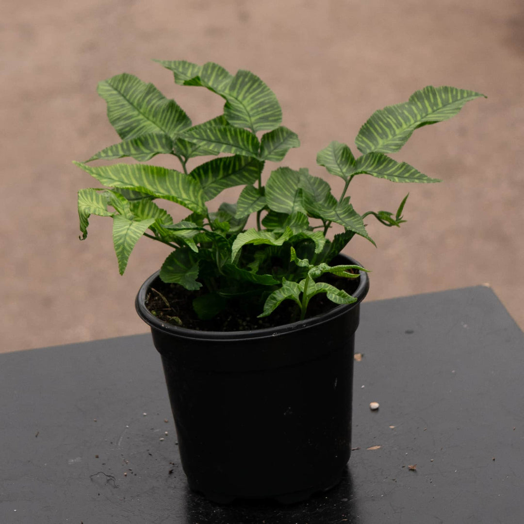 Gabriella Plants Fern 4' Fern Coniogramme emeiensis 'Golden Zebra' "Bamboo Fern"