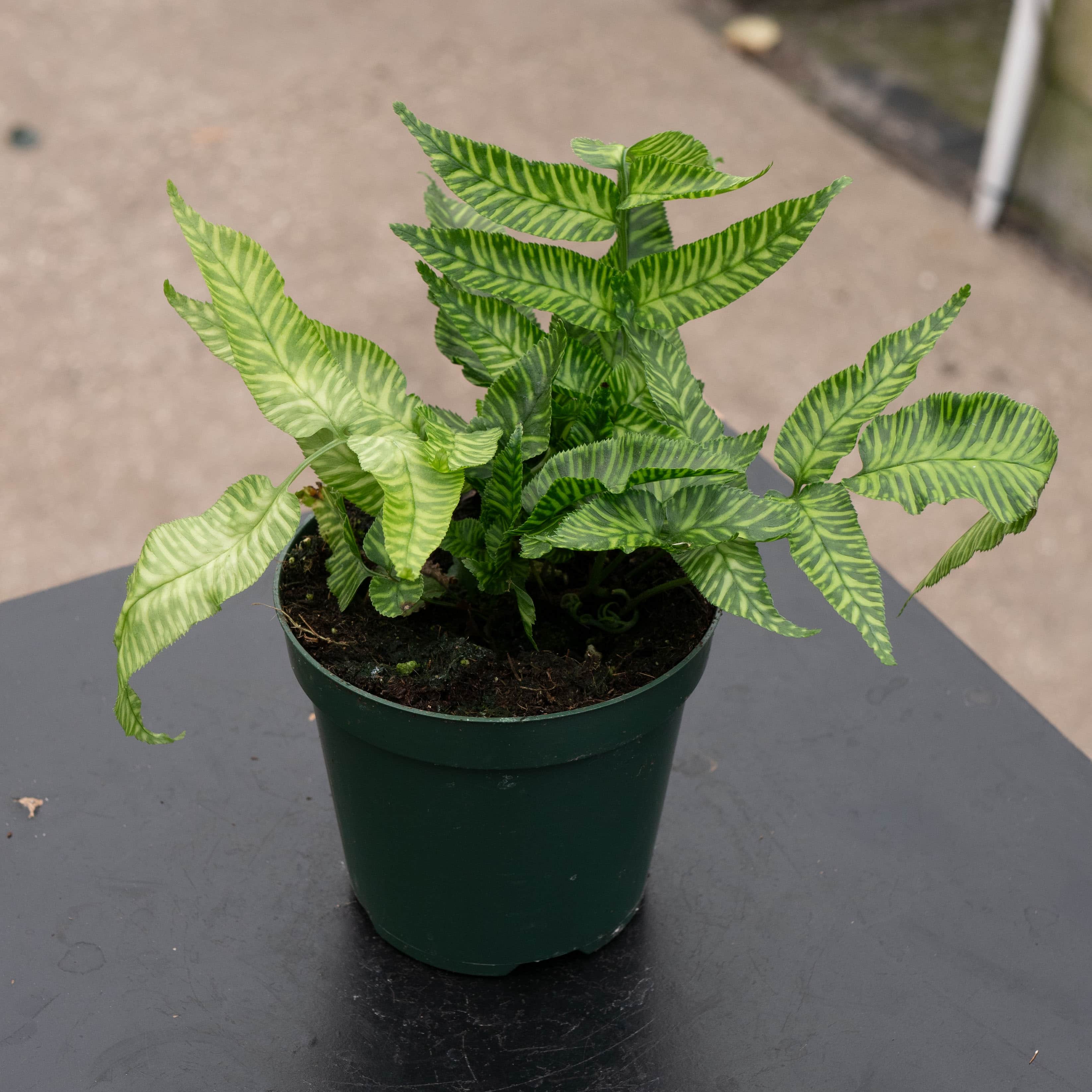 Fern Coniogramme emeiensis 'Golden Zebra' 