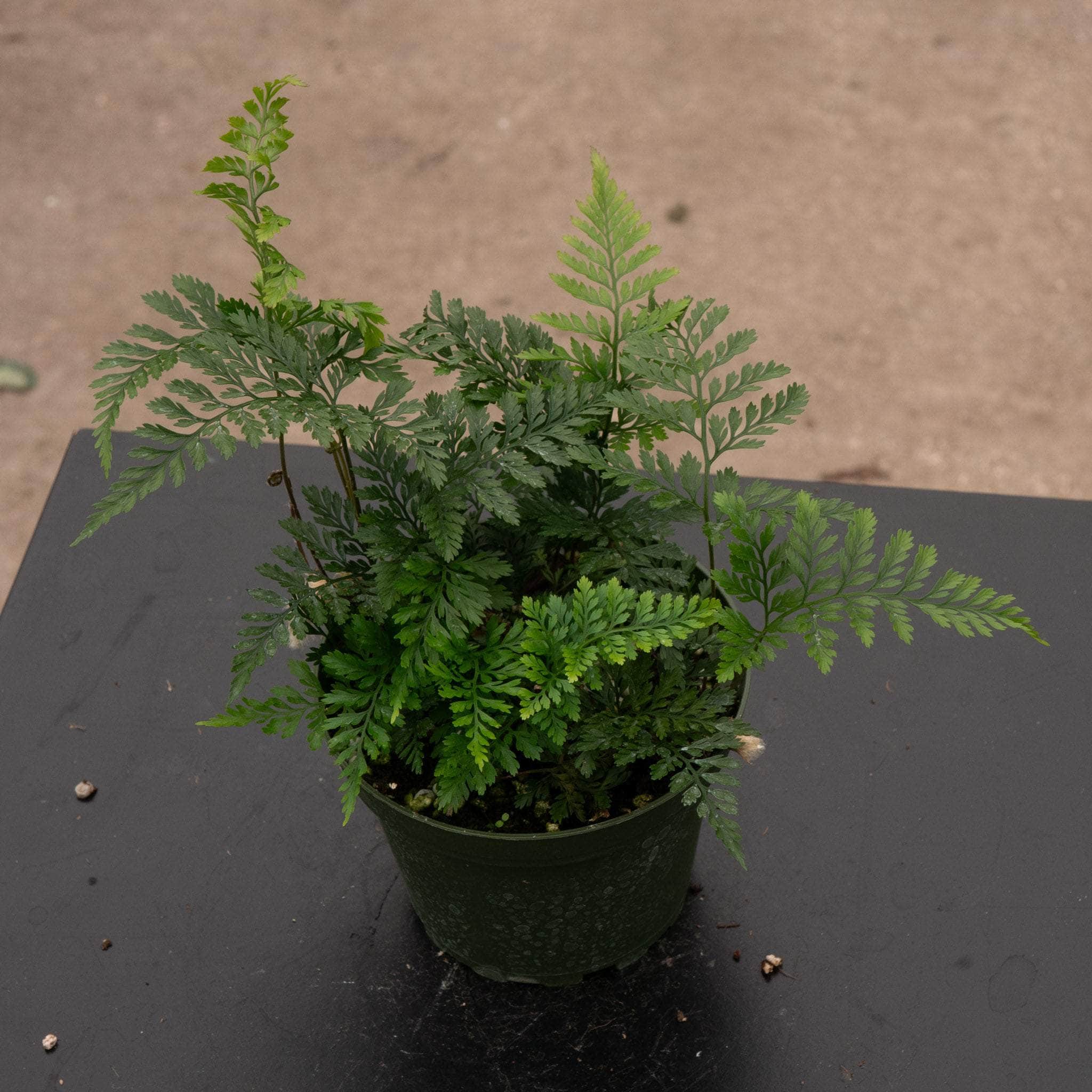 Fern Davallia "Rabbit's Foot" - Thumbnail 4