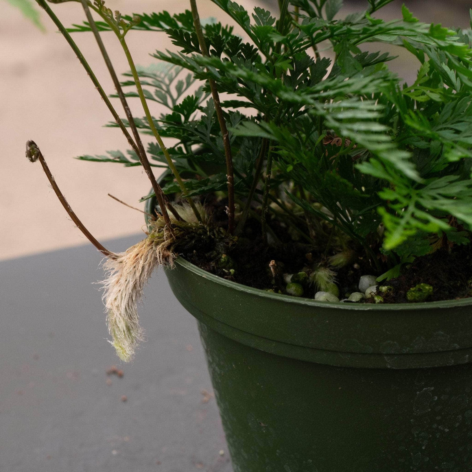 blue star fern rabbits foot Fern Davallia "Rabbit's Foot"