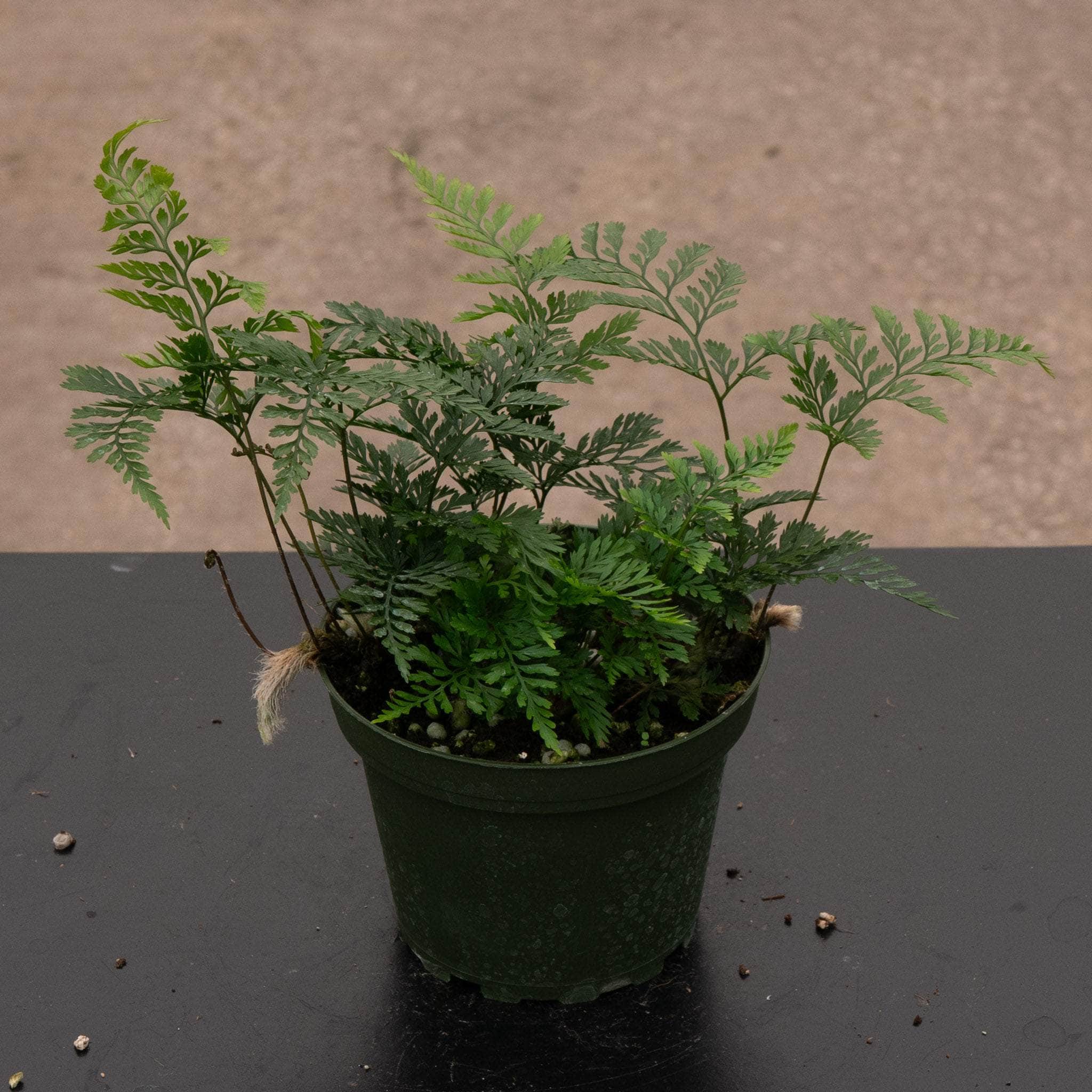 Fern Davallia "Rabbit's Foot" - Thumbnail 3