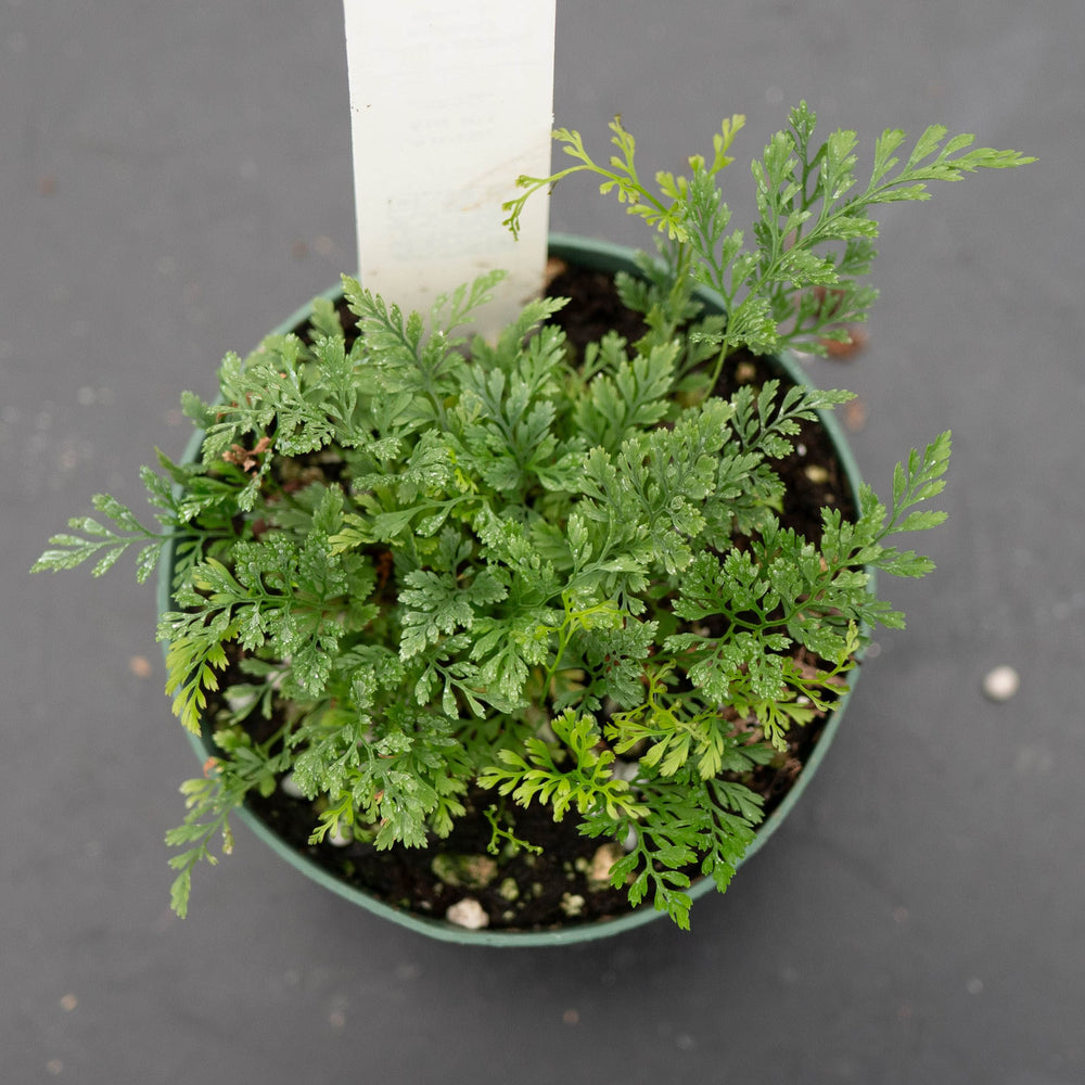 Gabriella Plants Fern Fern Davallia "Rabbit's Foot"