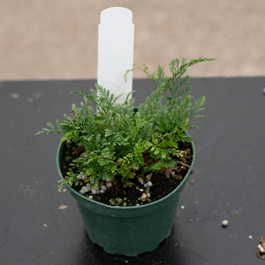 Gabriella Plants Fern Fern Davallia "Rabbit&