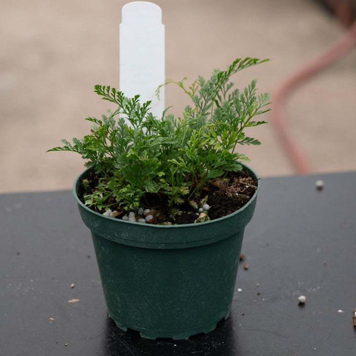 Gabriella Plants Fern Fern Davallia "Rabbit&