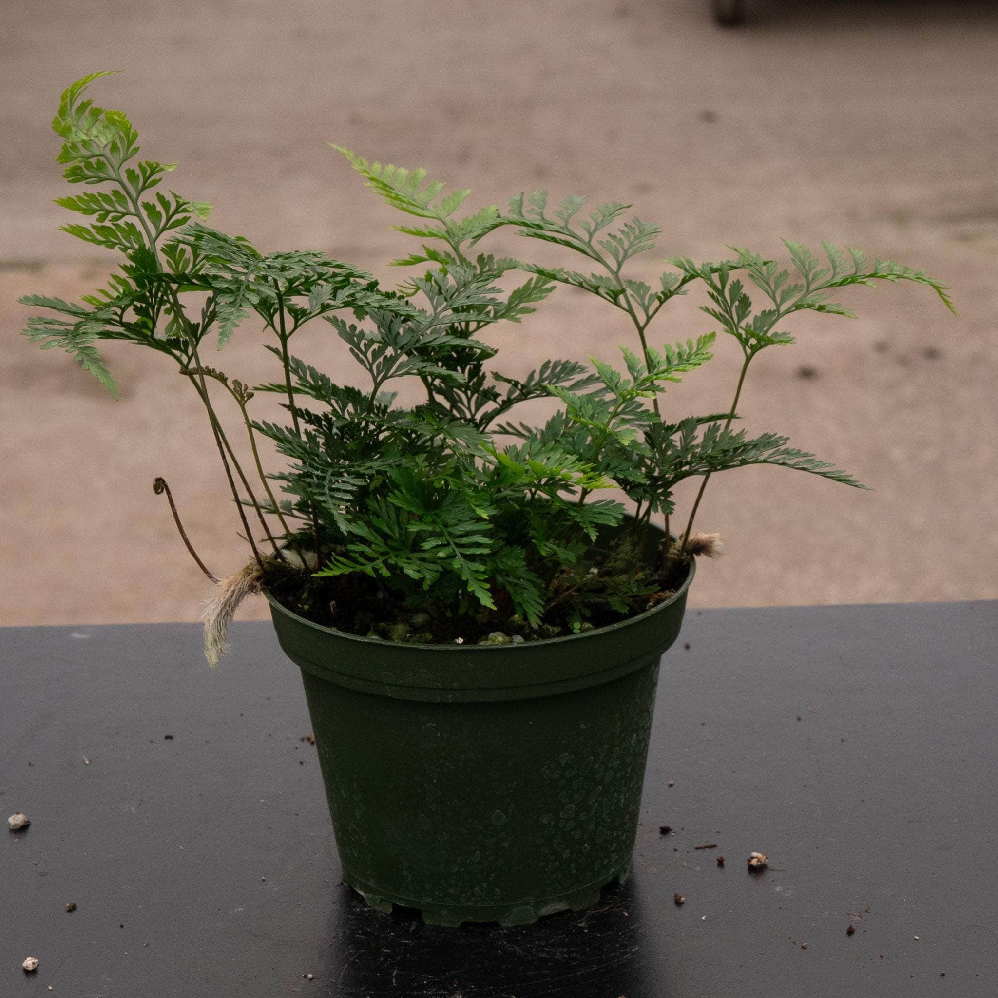 blue star fern rabbits foot Fern Davallia "Rabbit's Foot"