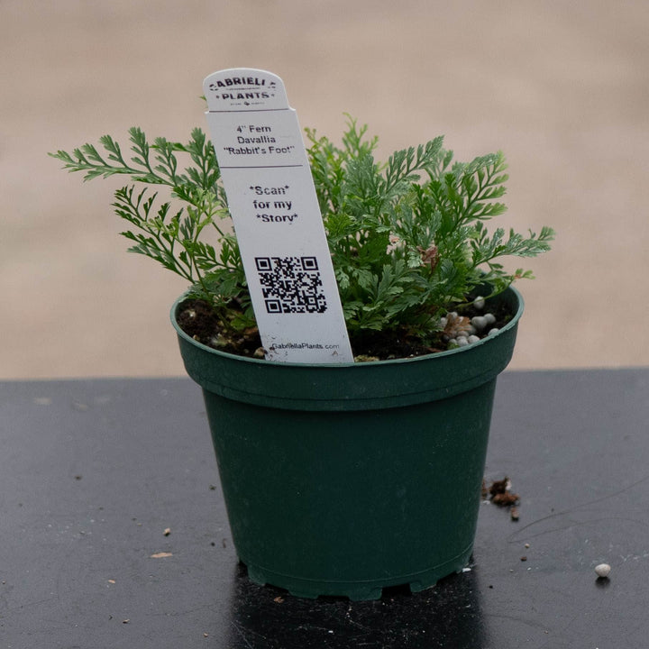 Gabriella Plants Fern 4 Fern Davallia "Rabbit&