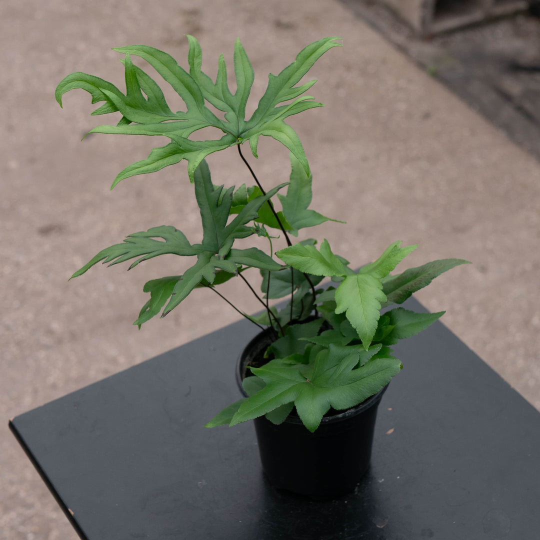 Gabriella Plants Fern 4" Fern Doryopteris pedata 'Hand Fern'