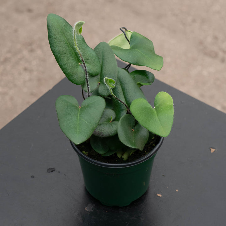 Gabriella Plants Fern 4 Fern Hemionitis arifolia "Heart"