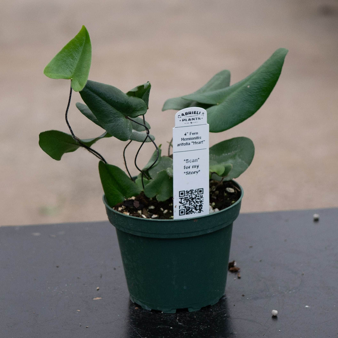 Gabriella Plants Fern 4 Fern Hemionitis arifolia "Heart"