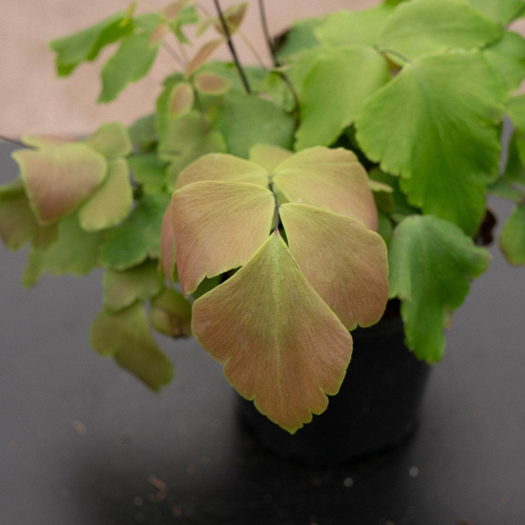 maidenhair fern house plants Fern Maidenhair Adiantum macrophyllum "Largeleaf"