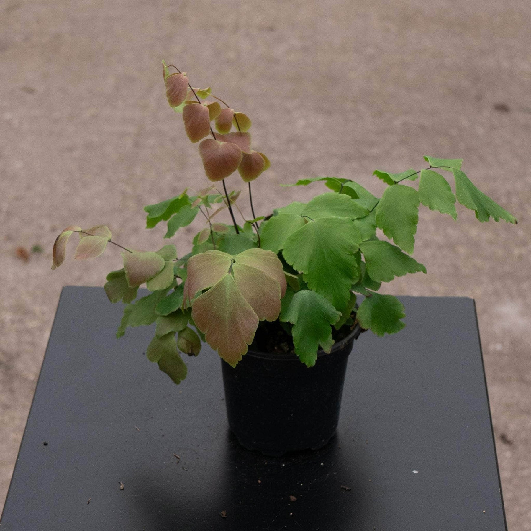maidenhair fern indoor house plant Fern Maidenhair Adiantum macrophyllum "Largeleaf"
