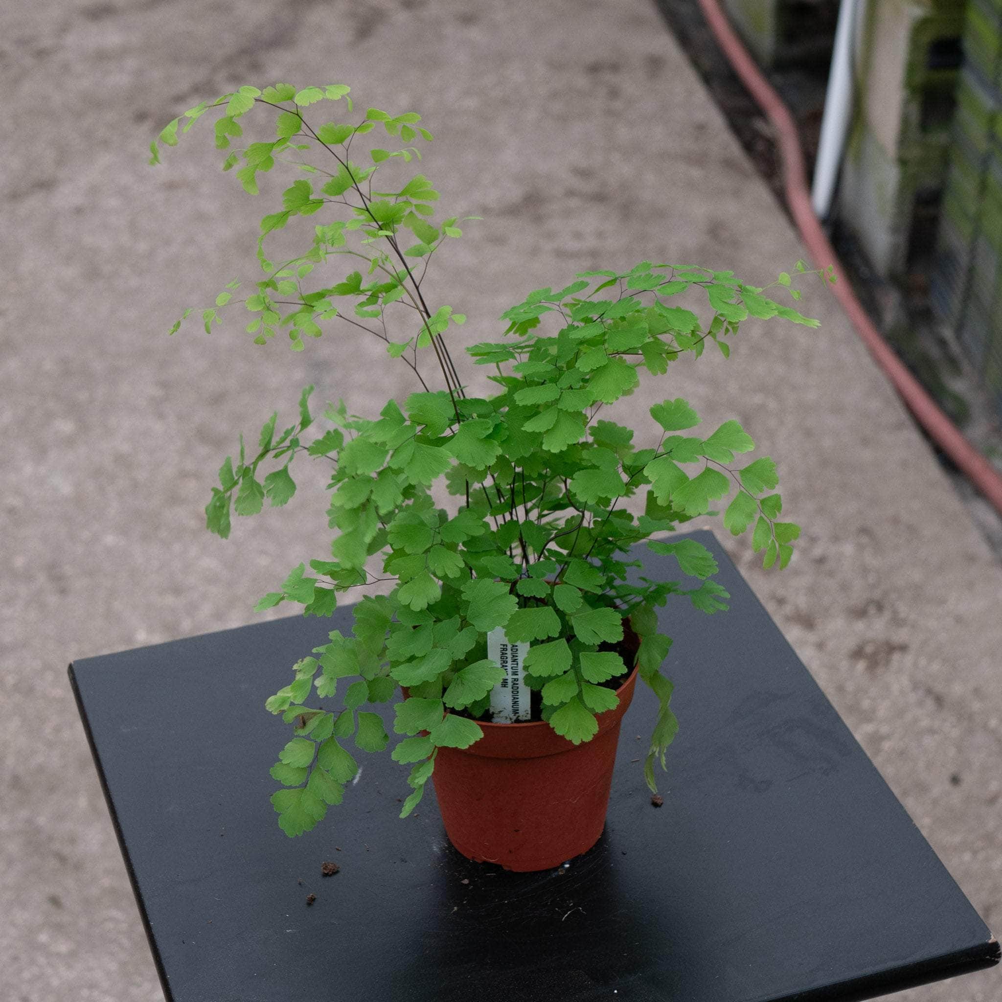 Fern Maidenhair Adiantum raddianum 'Fragrans' - Thumbnail 3
