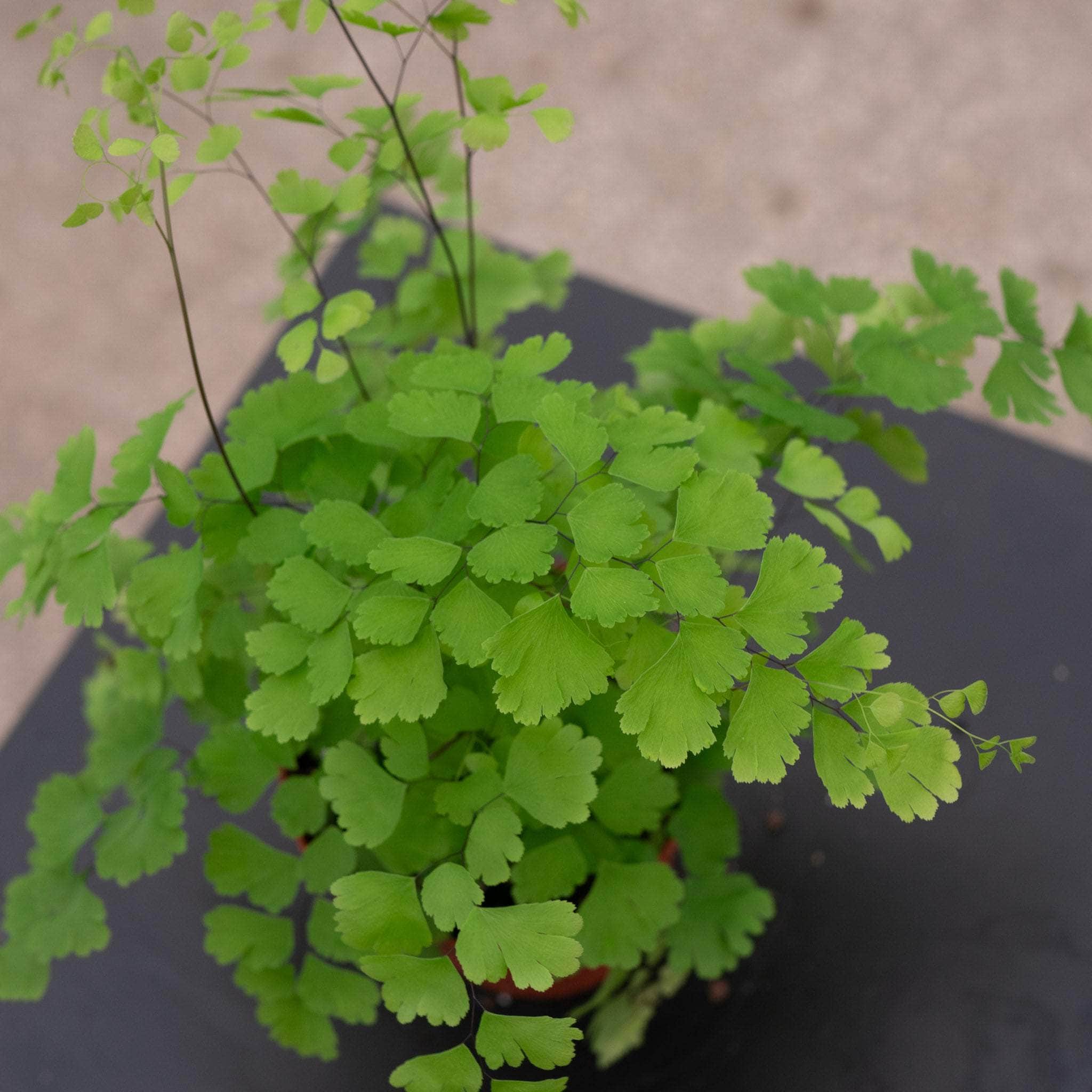 Fern Maidenhair Adiantum raddianum 'Fragrans' - Thumbnail 2