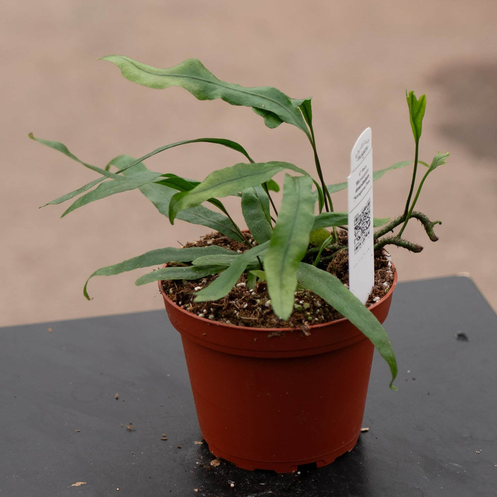 Gabriella Plants Fern 4" Fern Microsorum diversifolium "Kangaroo Paw"