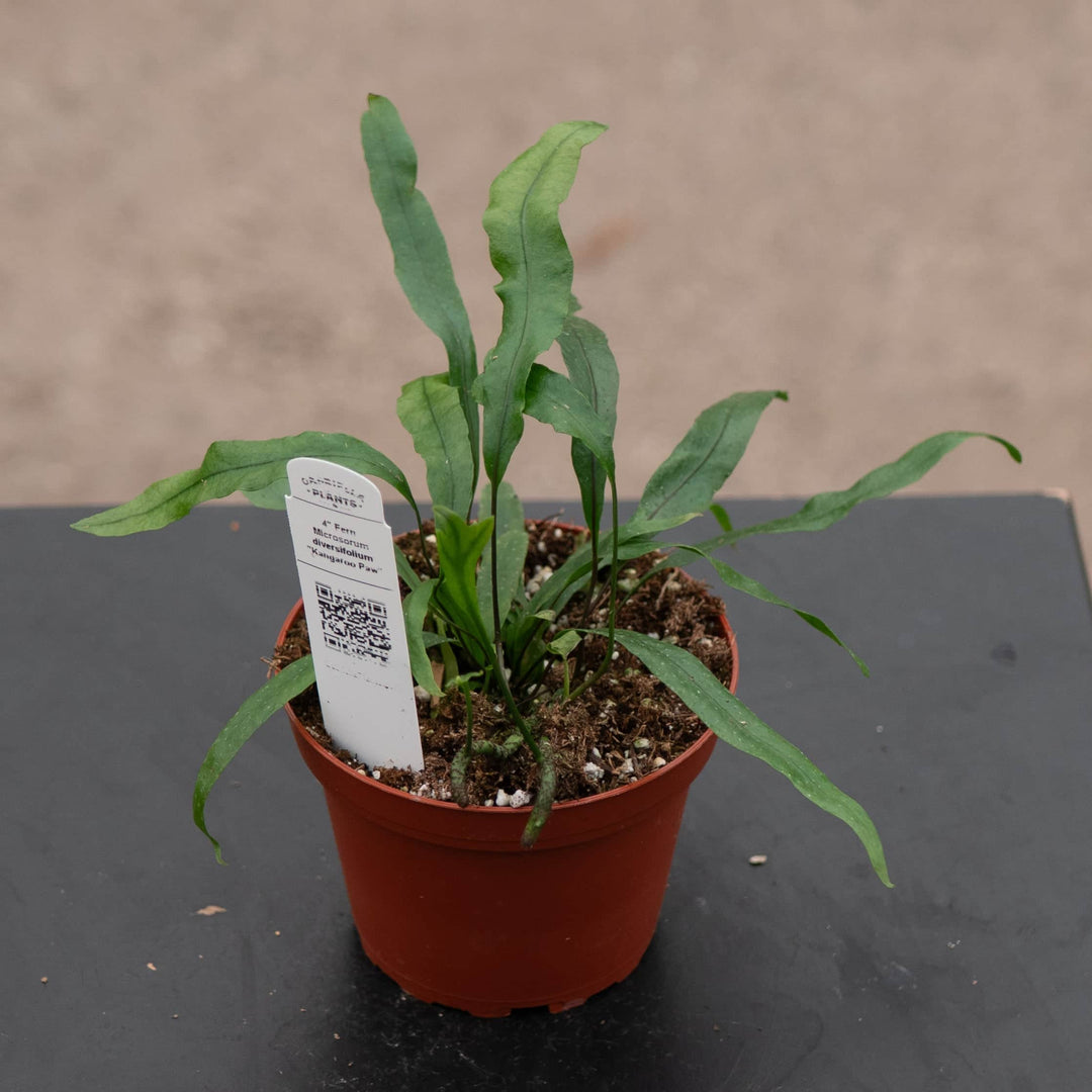 Gabriella Plants Fern 4" Fern Microsorum diversifolium "Kangaroo Paw"