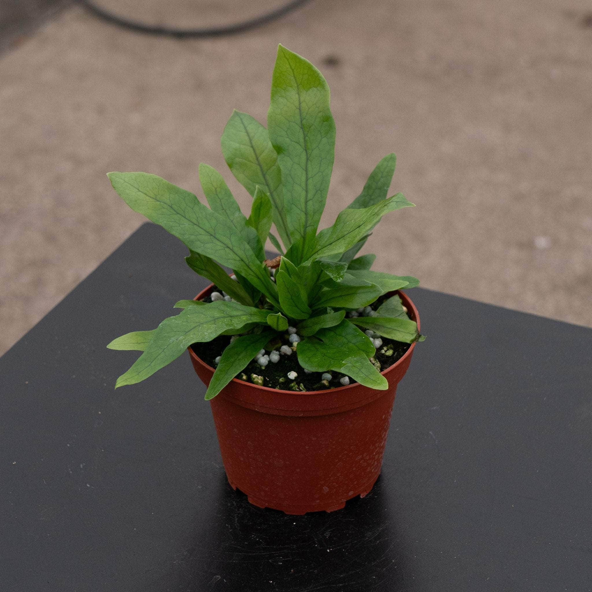 Gabriella Plants Microsorum musifolium Crocodyllus - Thumbnail 2