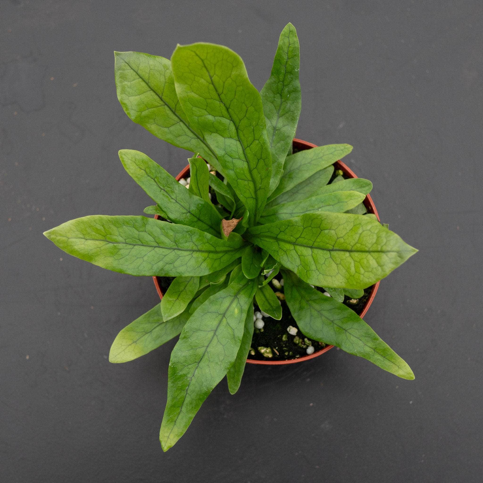 Gabriella Plants Microsorum musifolium Crocodyllus