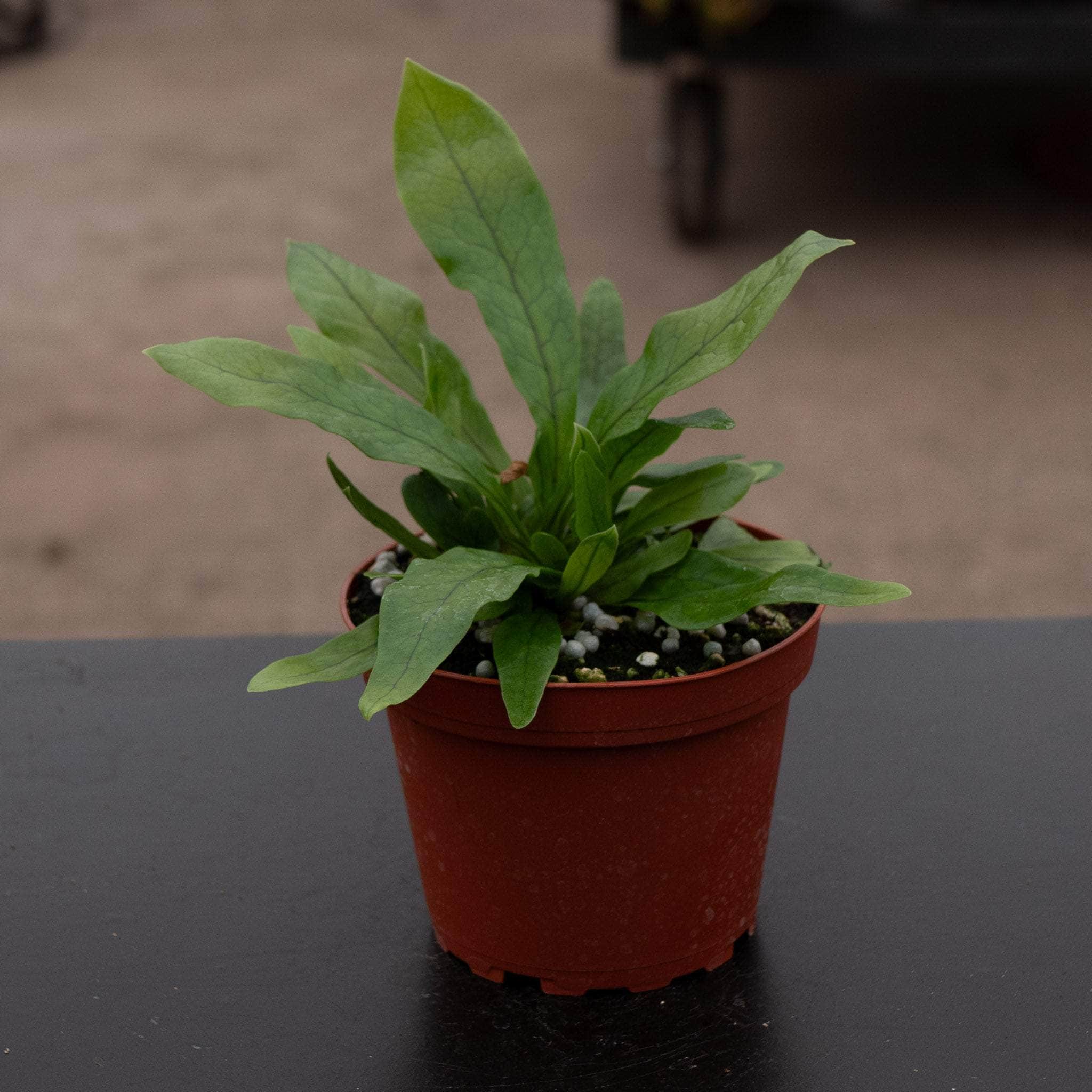 Gabriella Plants Microsorum musifolium Crocodyllus - Thumbnail 3