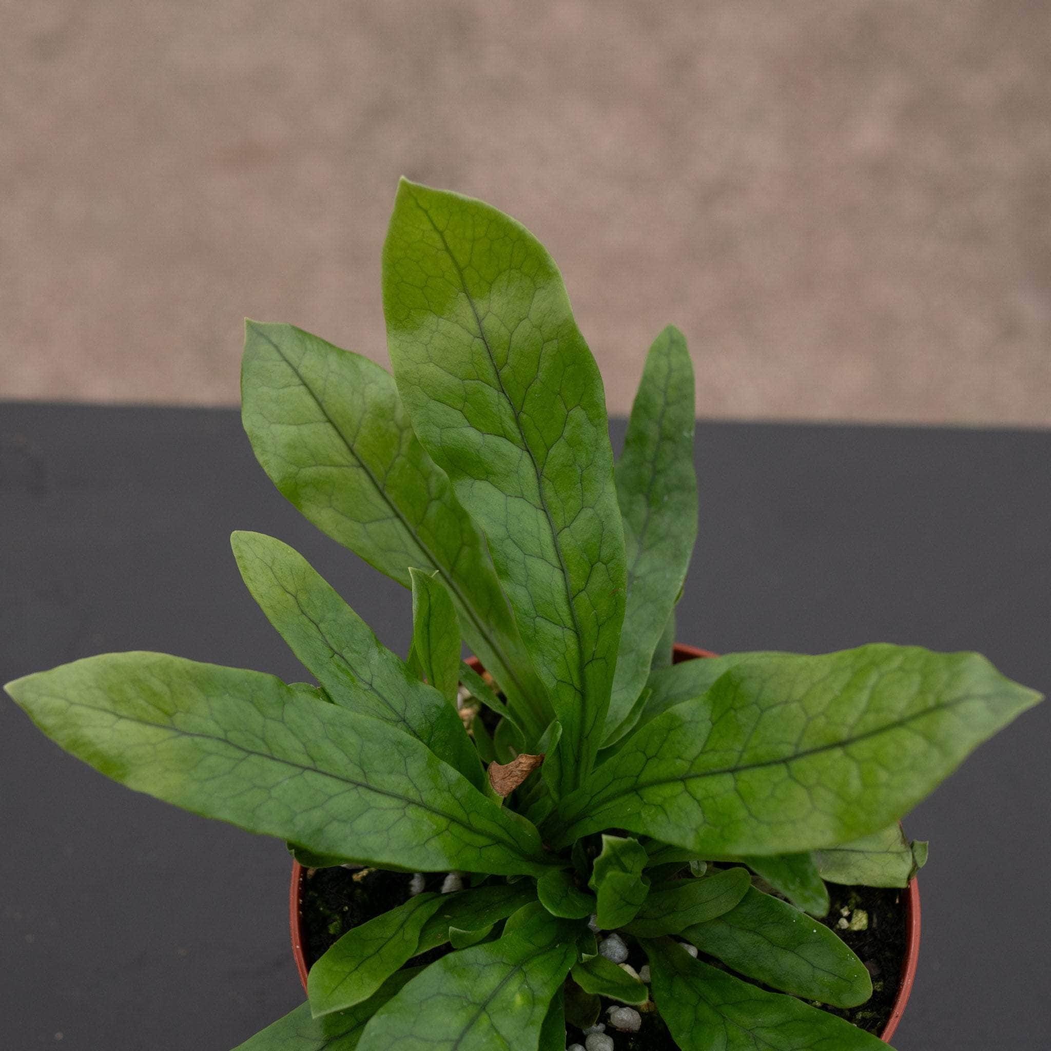 Gabriella Plants Microsorum musifolium Crocodyllus - Thumbnail 4