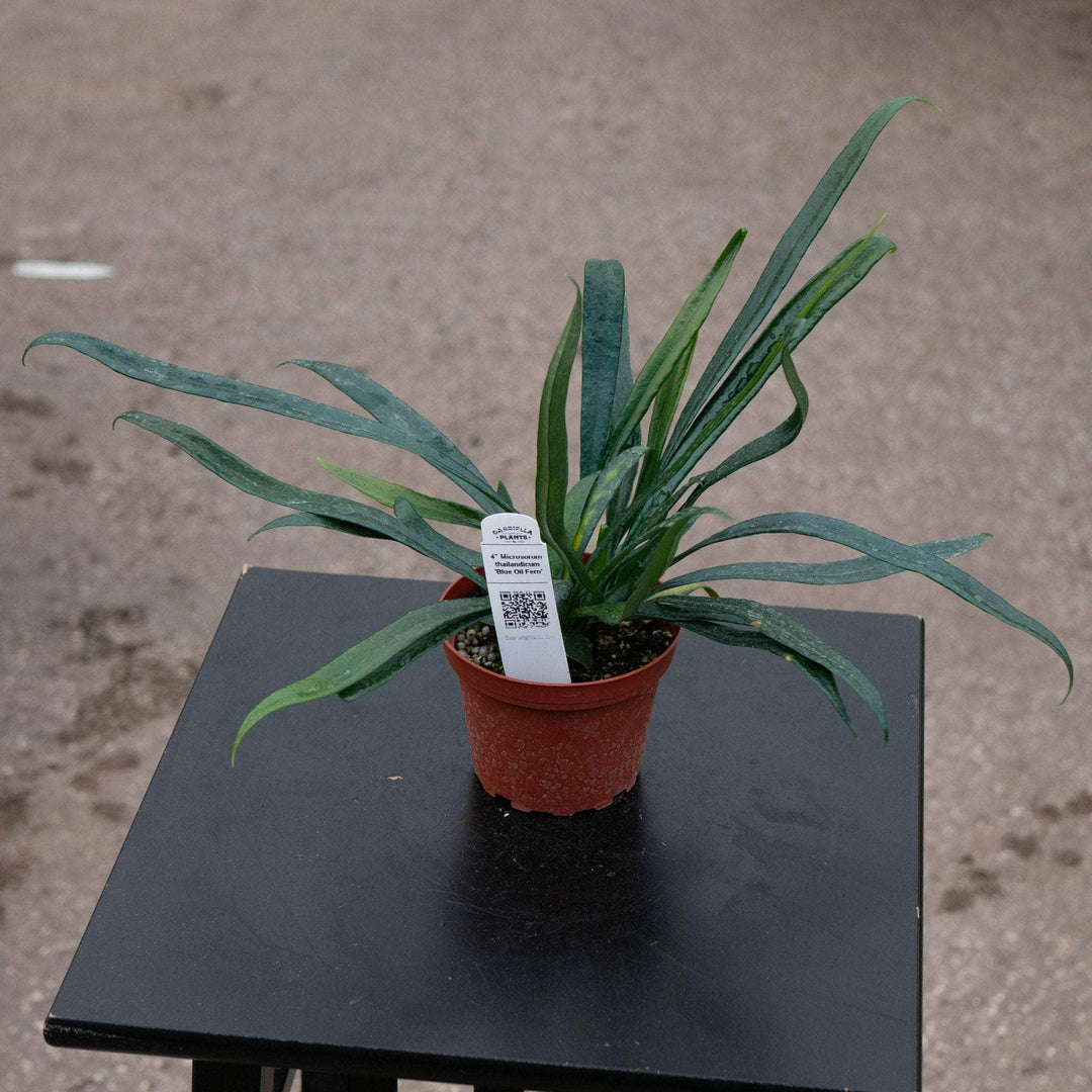 Gabriella Plants Fern 4" Fern Microsorum thailandicum 'Blue Oil Fern'
