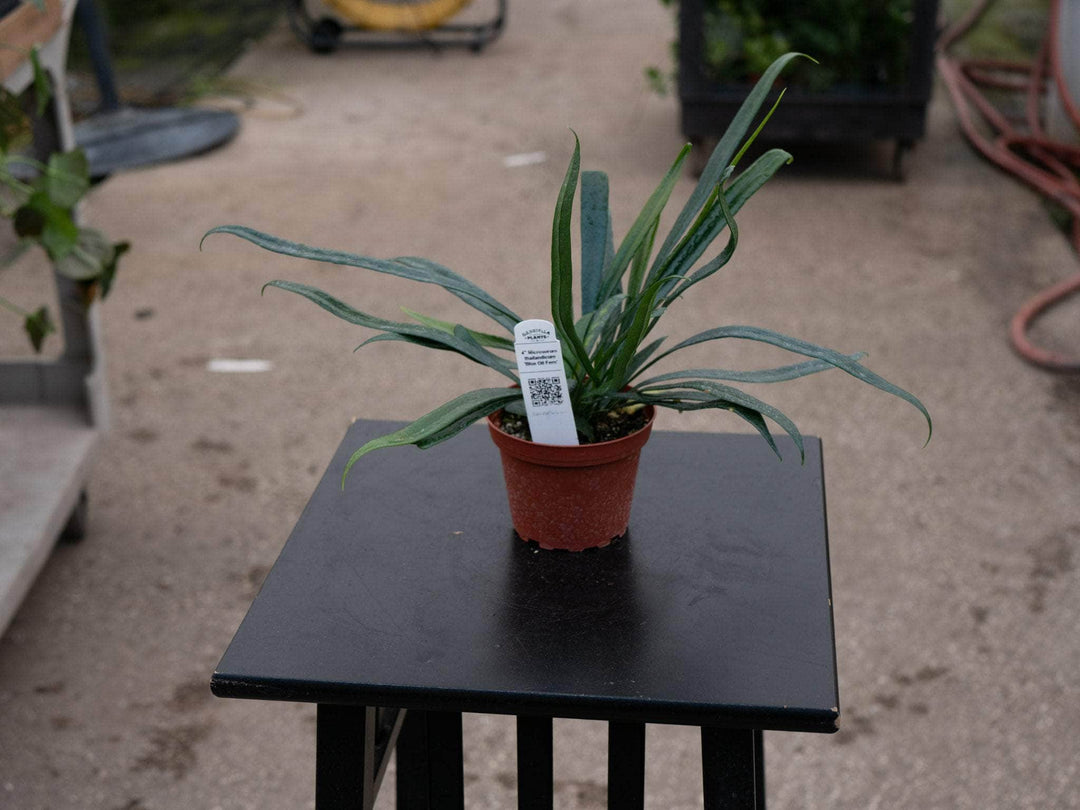 Gabriella Plants Fern 4" Fern Microsorum thailandicum 'Blue Oil Fern'