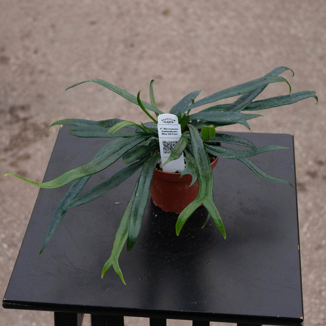 Gabriella Plants Fern 4" Fern Microsorum thailandicum 'Blue Oil Fern'