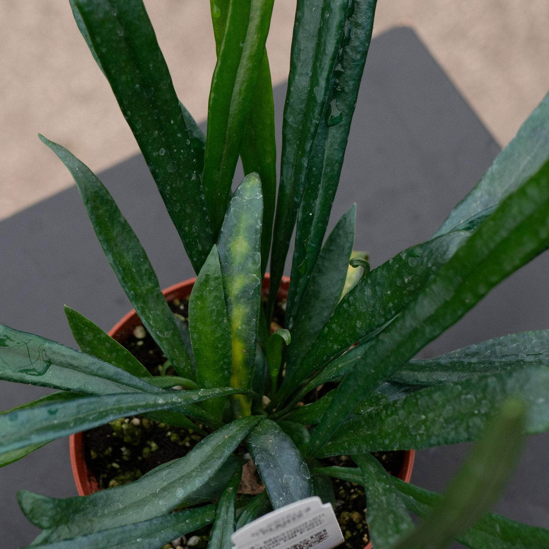 Gabriella Plants Fern 4" Fern Microsorum thailandicum 'Blue Oil Fern'
