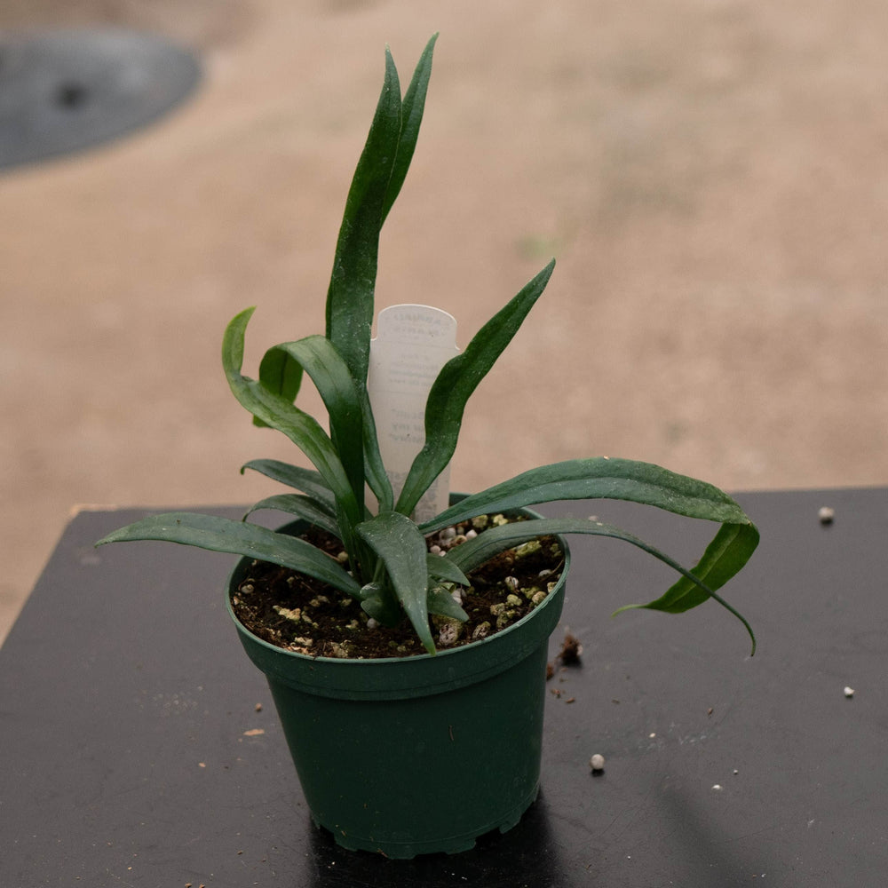 Gabriella Plants Fern 4" Fern Microsorum thailandicum 'Blue Oil Fern'