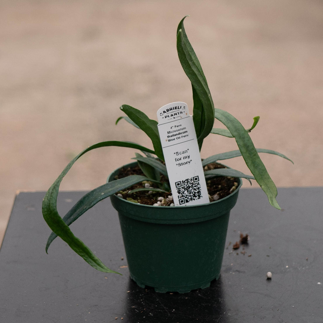 Gabriella Plants Fern 4" Fern Microsorum thailandicum 'Blue Oil Fern'