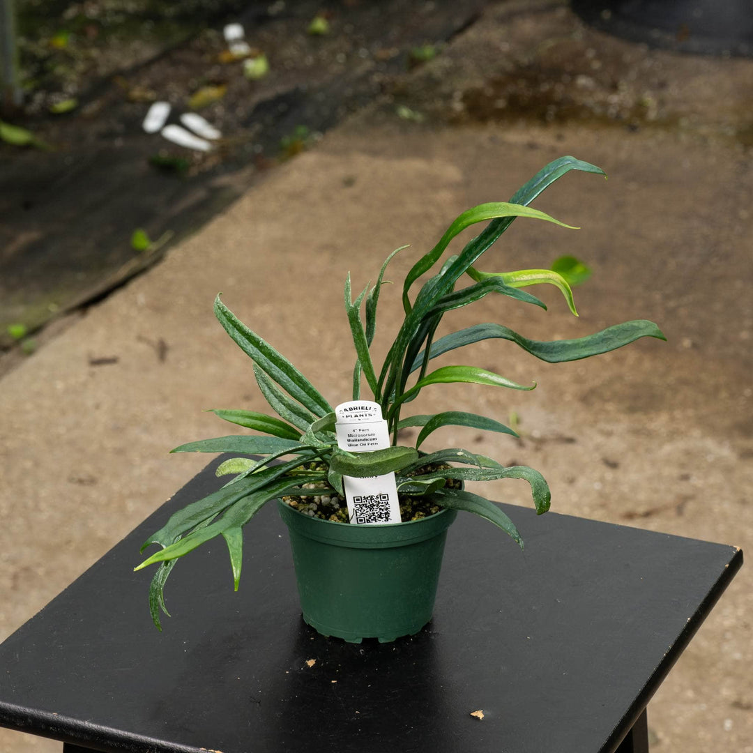 Gabriella Plants Fern 4" Fern Microsorum thailandicum 'Blue Oil Fern'