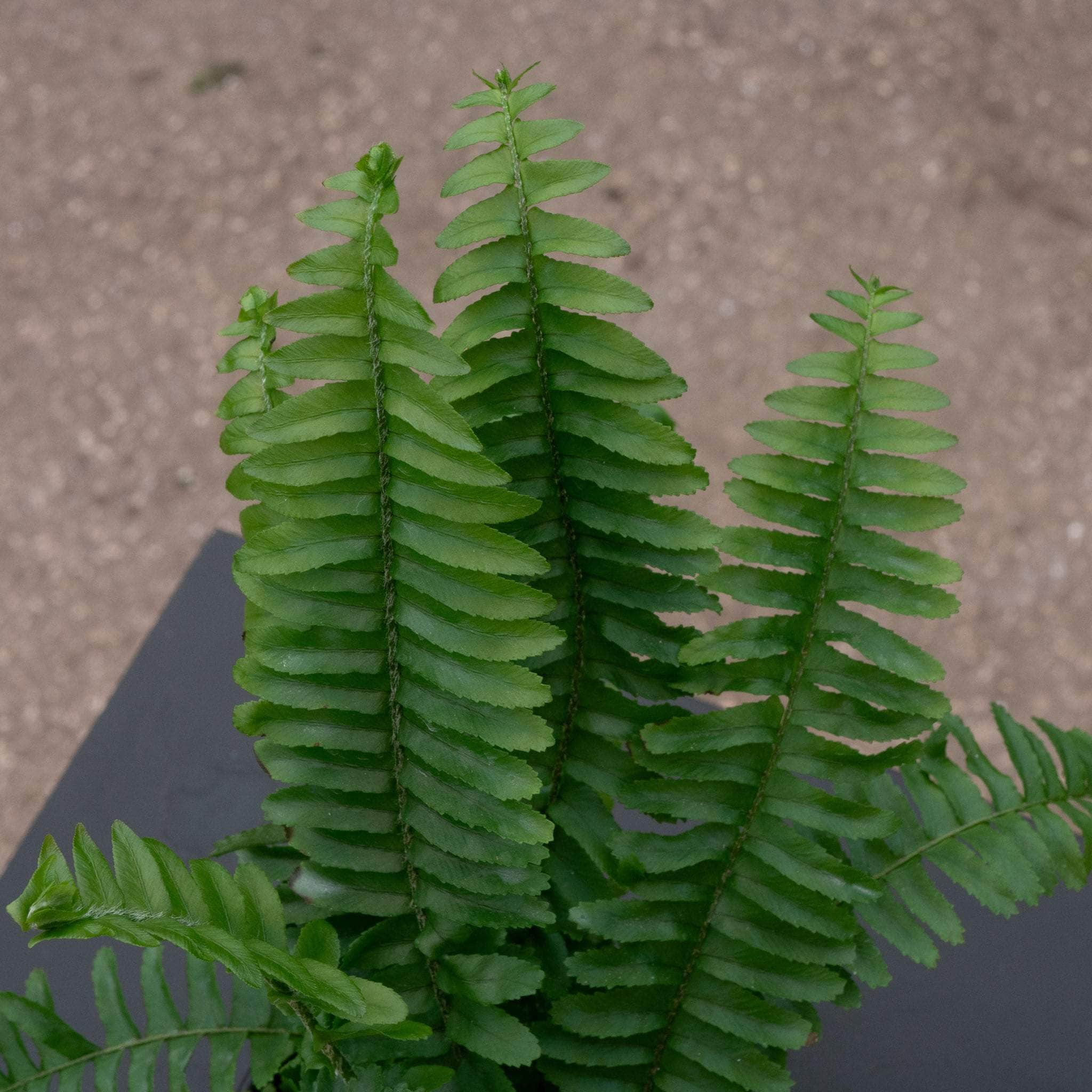 Fern Nephrolepis obliterata -'Jester's Crown' - Gabriella Plants