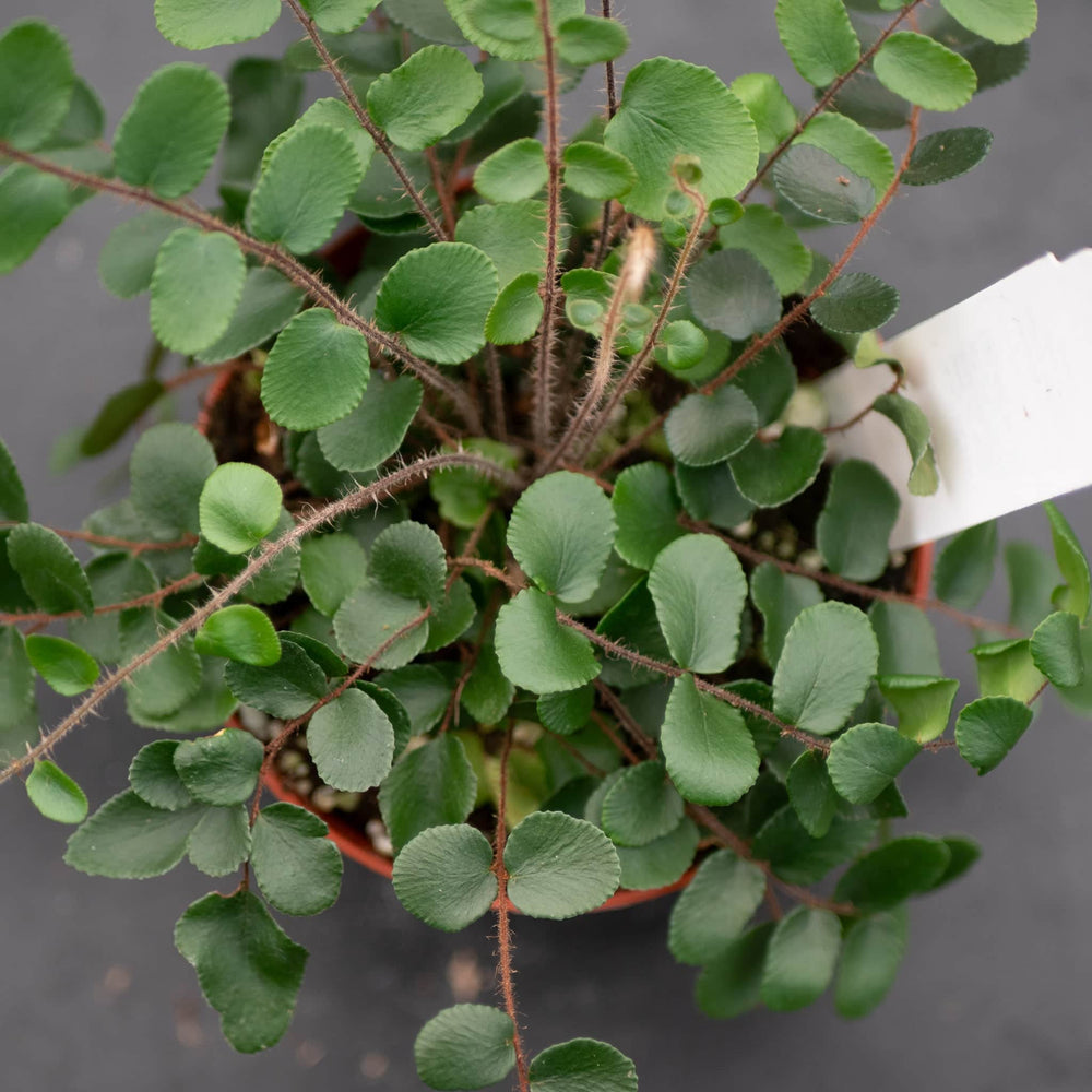 Gabriella Plants Fern 4" Fern Nephrolepsis cordifolia 'Duffii' "Lemon Button"