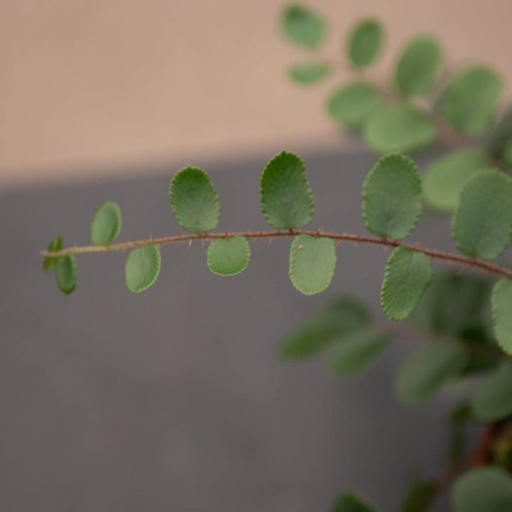 Gabriella Plants Fern 4" Fern Nephrolepsis cordifolia 'Duffii' "Lemon Button"