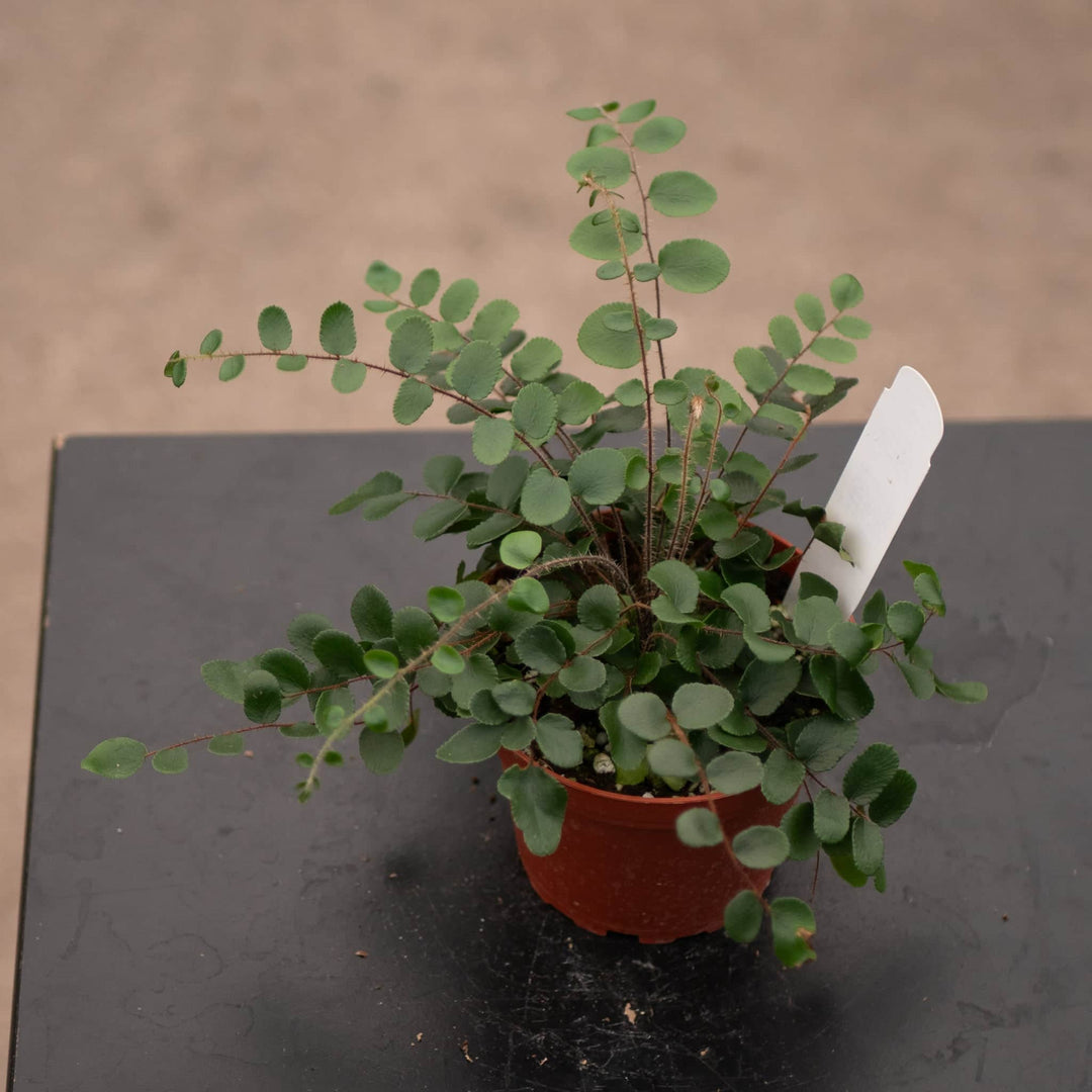 Gabriella Plants Fern 4" Fern Nephrolepsis cordifolia 'Duffii' "Lemon Button"