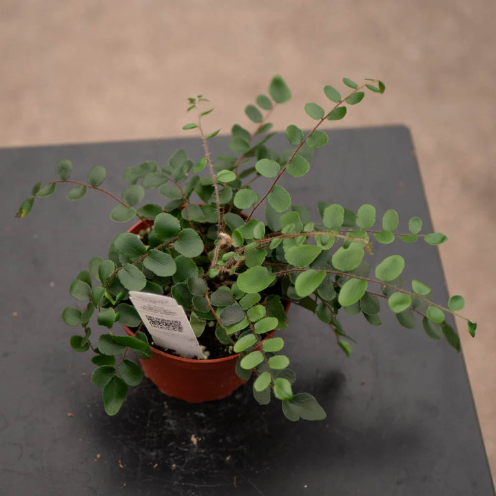 Gabriella Plants Fern 4" Fern Nephrolepsis cordifolia 'Duffii' "Lemon Button"