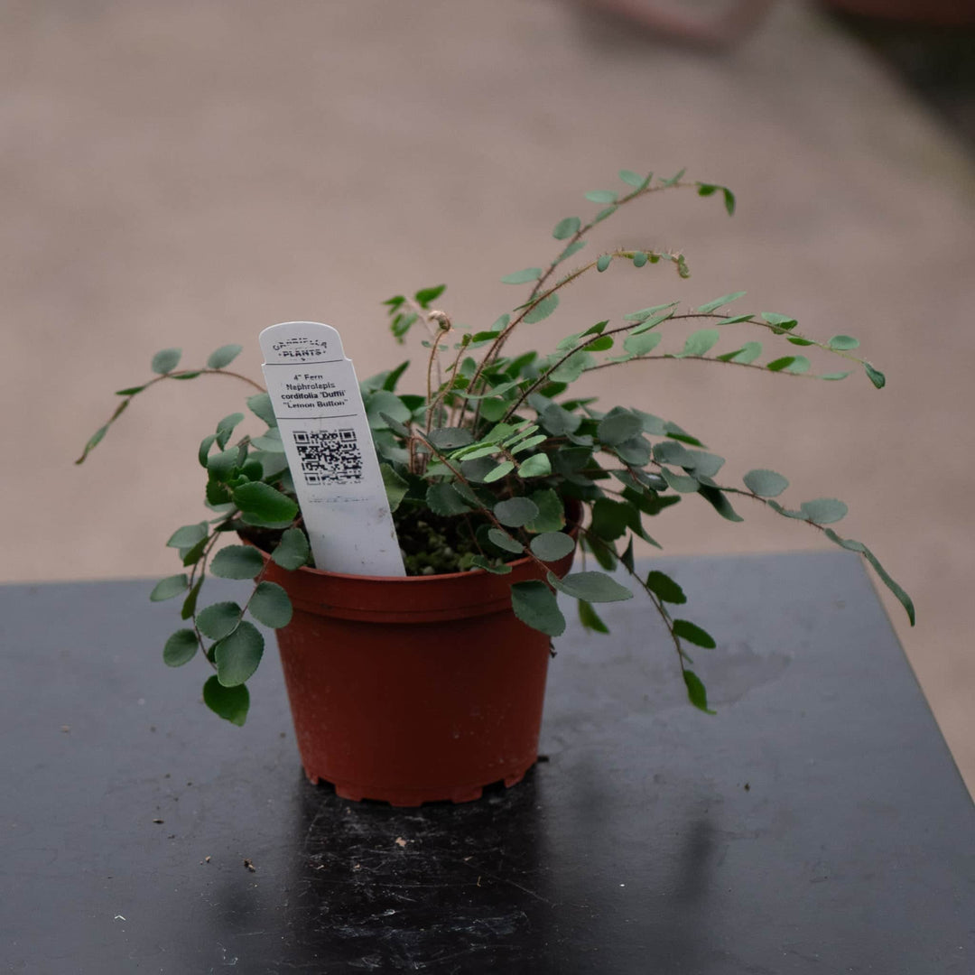 Gabriella Plants Fern 4" Fern Nephrolepsis cordifolia 'Duffii' "Lemon Button"
