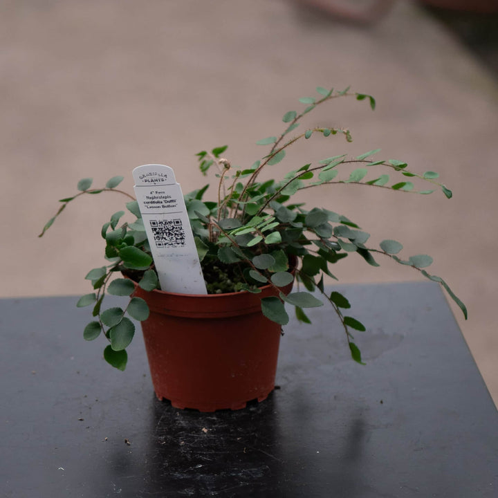 Gabriella Plants Fern 4" Fern Nephrolepsis cordifolia 'Duffii' "Lemon Button"