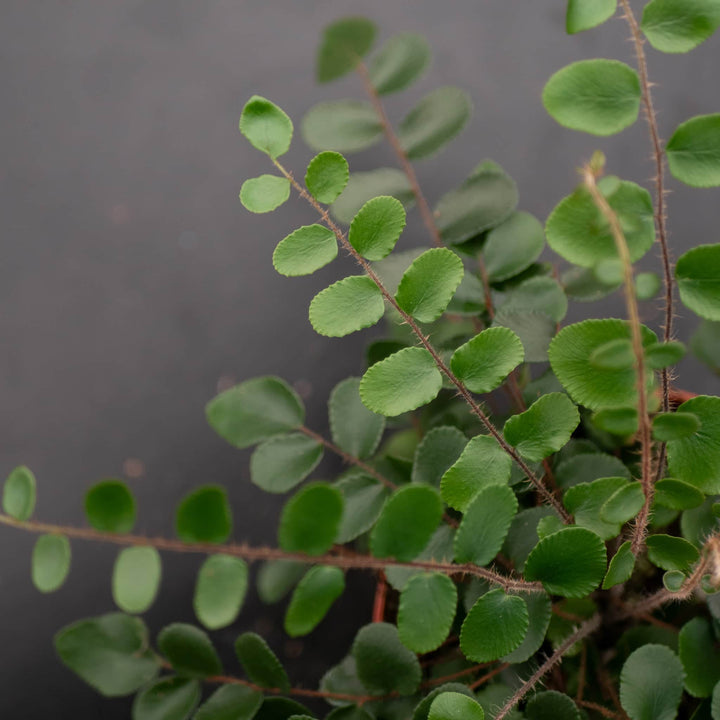Gabriella Plants Fern 4" Fern Nephrolepsis cordifolia 'Duffii' "Lemon Button"