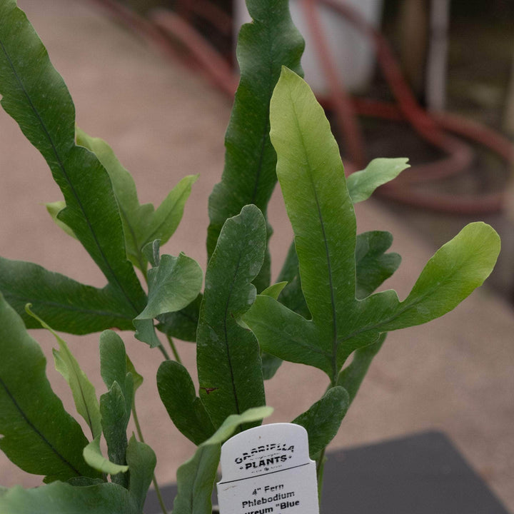 Gabriella Plants Fern 4 Fern Phlebodium aureum "Blue Star"