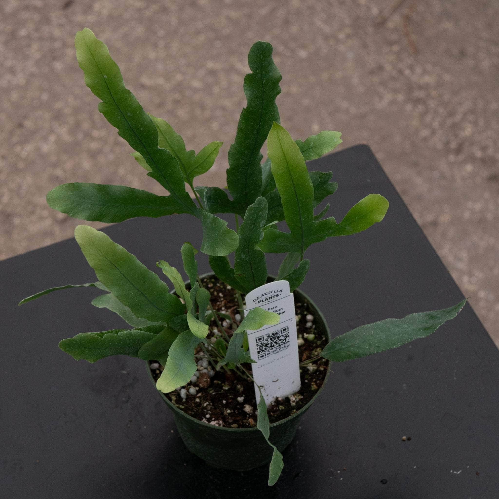 Fern Phlebodium aureum 