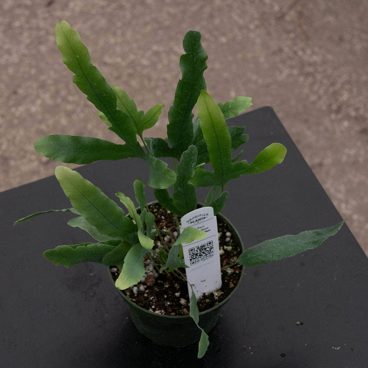 Gabriella Plants Fern 4 Fern Phlebodium aureum "Blue Star"