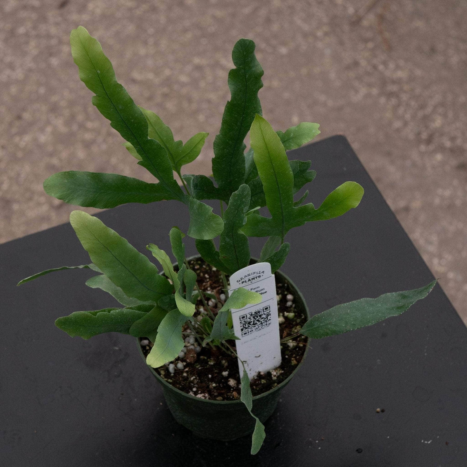 blue star fern growth rate Fern Phlebodium aureum "Blue Star"