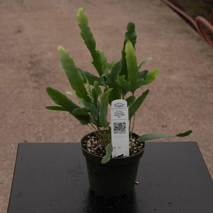 Gabriella Plants Fern 4 Fern Phlebodium aureum "Blue Star"