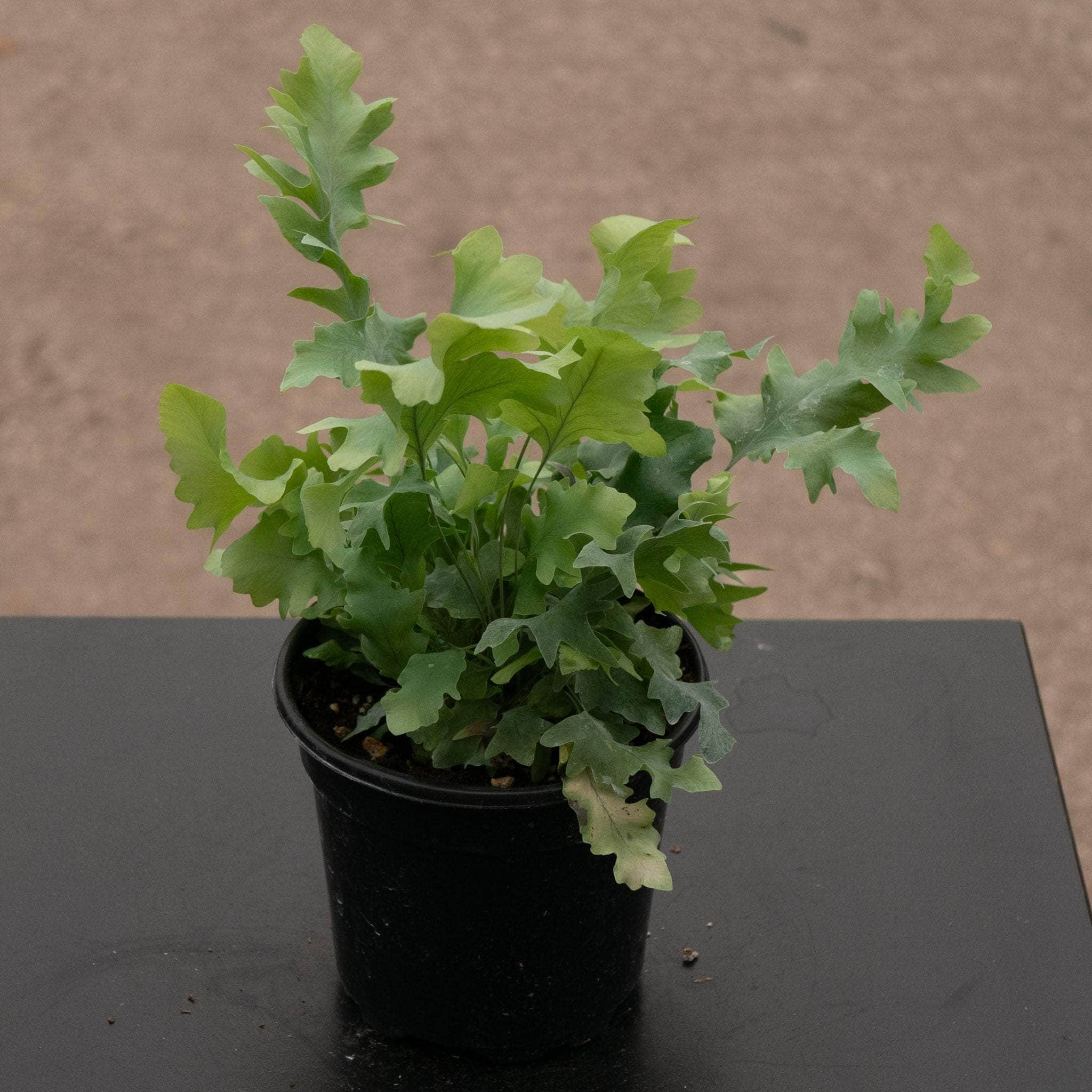 Fern Phlebodium aureum 'Davana' - Thumbnail 3