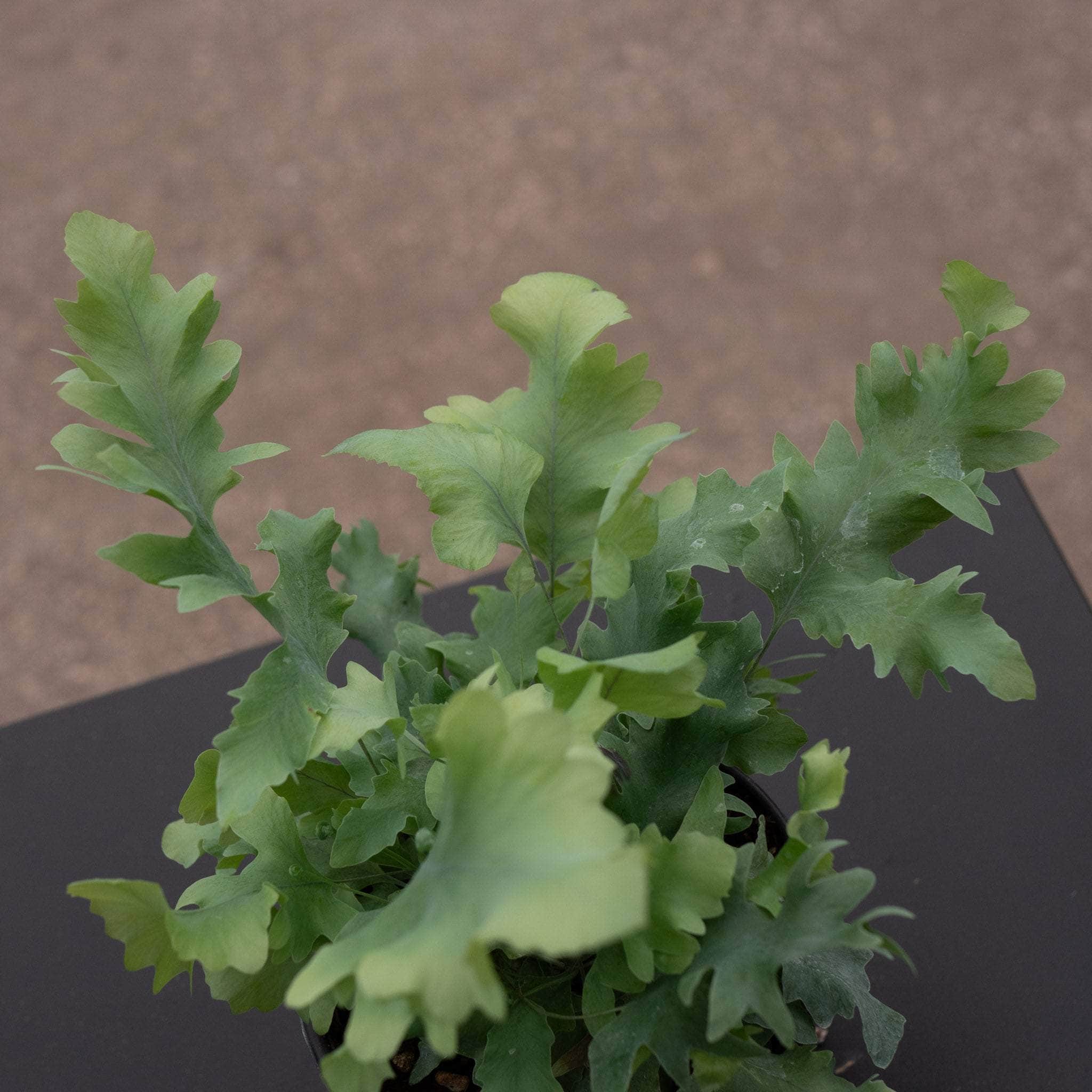 Fern Phlebodium aureum 'Davana'